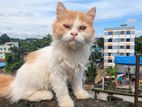 Persian 3pol cot punch face cat