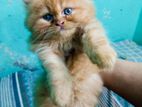 Persian 4 Female Kittens