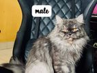 Persian Adalt Male Cat
