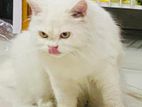 Persian Adult Cat 1.5year