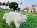 Persian Adult Cat
