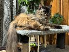 Persian adult cat