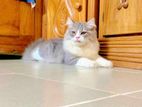 Persian Adult Cat