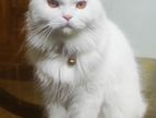 Persian Adult Cat for Sell