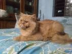 Persian Adult Cat Male