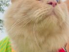 Persian adult cat (male)