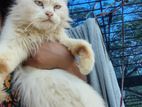 Persian Adult Female Cat (Blue Eyes)