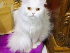 PERSIAN ADULT FEMALE CAT