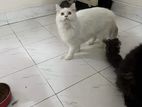 Persian Adult Female Cat