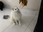 Persian Adult Female Cat