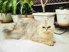persian adult female cat