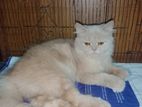 Persian Adult Female Cat