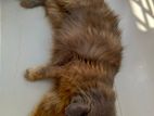 Persian adult female cat