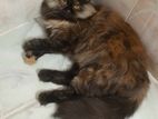 Persian adult female cat for sell