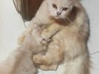 Persian Female Cat