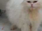 Persian Adult Female
