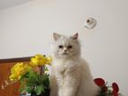 Persian Adult Female