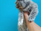 Persian Adult female for sale.