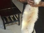 Persian Adult Female