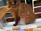Persian Adult Female/Male Cat