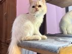 Persian Adult female nd , kitten