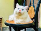 Persian Adult Male Cat Blue Eyes Er