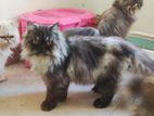 Persian adult male cat