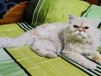 Persian adult male cat