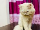 persian adult male cat