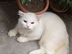 Persian Adult Male Cat