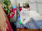 Persian adult male cat