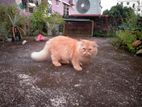 Persian Adult Male Cat