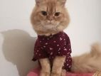 Persian Adult Male Cat