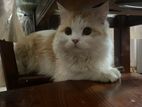 Persian Adult Male Cat For Sale
