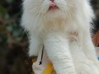 persian adult male cat