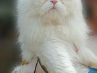 Persian adult male cat