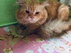 Persian Adult Male Ginger Cat