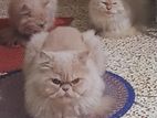 Persian Adult Cat