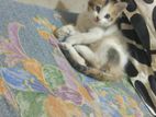 Persian and mix breed baby cat For Sell