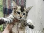 Persian and mix breed baby cat....