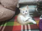 Persian and mix breed calico baby cat....