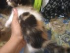 Persian and mix breed calico baby cat....