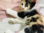 Persian and mix breed calico baby cat....