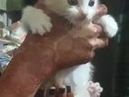 Persian and mix breed white baby cat....