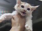 Persian and mix breed white baby cat....
