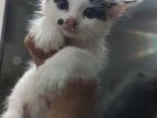 Persian and mix breed white baby cat....