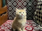Persian and mixed cat for sell