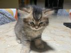 Persian And Tabby Cat Sell