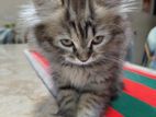 Persian and Tabby Kitten