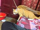 Persian and turushko Orange×white cat